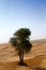 Vertical shot of a single green tree in a desert in Dubai, UAE