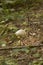 Vertical shot of a single parasol mushroom growing on a forest floor