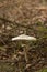 Vertical shot of a single parasol mushroom growing on a forest floor