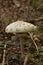 Vertical shot of a single parasol mushroom growing on a forest floor