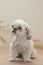 Vertical shot of a sitting Shih Poo in the house