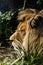 Vertical shot of a sleeping lion behind blurred grass