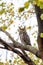 Vertical shot of a sleepy Great Horned Owl perched on a tree branch