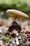 Vertical shot of a slug on the mushroom