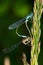 Vertical shot of a small  bluetail and a dragonfly looking for a shelter