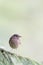 Vertical shot of a small cute wren on a pine tree, outdoors