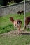 Vertical shot of a small fluffy brown fallow deer grazing on a field