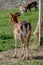 Vertical shot of a small fluffy brown fallow deer grazing on a field