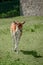 Vertical shot of a small fluffy brown fallow deer grazing on a field