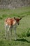 Vertical shot of a small fluffy brown fallow deer standing on a field