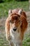 Vertical shot of a small fluffy brown fallow deer standing on a field