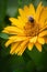 Vertical shot of a small honeybee near rough oxeye