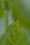 Vertical shot of a small hoverfly perched on a green leaf in a blurred background