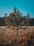 Vertical shot of a small Mexican pinyon tree growing in the valley with dry grass
