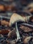 Vertical shot of a small mica cap mushroom (Coprinellus micaceus) on the blurred background