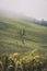 Vertical shot of small naked tree in lush green hillside meadow on foggy day