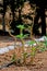 Vertical shot of a small newly planted tree in a garden under the sunlight