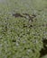 Vertical shot of a small plant leaves floating on pond water in Palacio de Viana, Cordoba, Spain