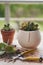 Vertical shot of a small potted jade plant on the table with small pruners on it