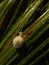 Vertical shot of a small snail on dewy green grass