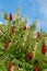 Vertical shot of a Smooth sumac plant on blue sky background