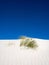 Vertical shot of a soaptree yucca trying to get above a dune at White Sands National Park