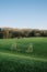 Vertical shot of a soccer field during the day