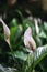 Vertical shot of spathiphyllum flowers in the garden
