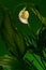 Vertical shot of a spathiphyllum wallisii flower with green leaves