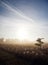 Vertical shot of spider webs in the morning dew around the river of Isar in Bavaria, Germany