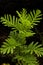 Vertical shot of Spinulose woodfern growth on black background