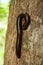 Vertical shot of a Spirostreptus millipede on a tree bark background