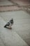 Vertical shot of a spotted pigeon on the street