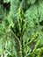 Vertical shot of a spruce leaf