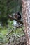 Vertical shot of a squirrel eating a nut on a tree branch in Arosa Switzerland