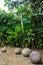 Vertical shot of the stone balls in Costa Rica