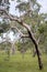 Vertical shot of a structured tree in a forest