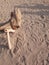 Vertical shot of structured wood on the sand