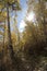 Vertical shot of the sun poking through leaves of aspen trees in a forest