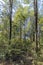 Vertical shot of the sun shining over a forest full of high rise trees