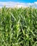 Vertical shot of a sun-soaked cornfield