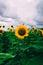 Vertical shot of a sunflower field with bright dense sunflowers under a gloomy sky