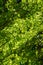 Vertical shot of the sunlight covering the tree branches with fresh green leaves