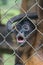 Vertical shot of a surprised monkey in a cage