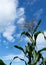 Vertical shot of sweet corn tassels under the daylight sky with white clouds