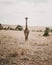Vertical shot of a tall giraffe standing on a field at a Kenyan safari
