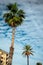 Vertical shot of tall green California palm trees on blue cloudy sky background