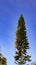 Vertical shot of a tall growing lone tree under a blue sky