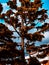 Vertical shot of the tall Pond Pine glimmering under the sun rays - perfect for wallpapers