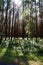 Vertical shot of tall skinny trees in a forest on a daylight